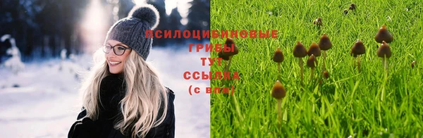 прущие грибы Волосово
